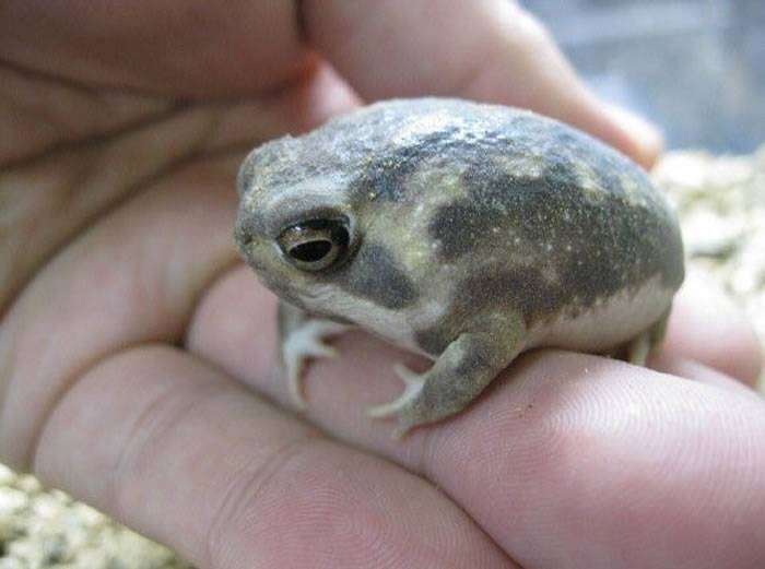 日本网友推特上疯传“馒头蛙”——散疣短头蛙