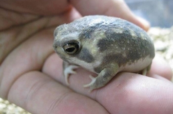 日本网友推特上疯传“馒头蛙”——散疣短头蛙