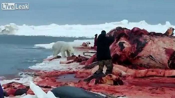 美国阿拉斯加北极熊游过来要分享鲸鱼尸体 猎人无情射杀惹争议