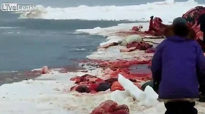 美国阿拉斯加北极熊游过来要分享鲸鱼尸体 猎人无情射杀惹争议