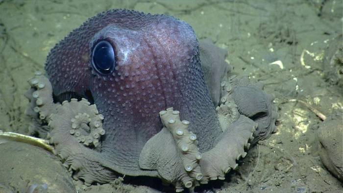 研究证实太平洋深处的浅紫色章鱼身上的颗粒愈多 代表生活之处的海洋也愈深