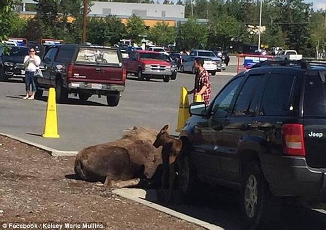 美国阿拉斯加驼鹿妈妈被黑熊追赶被迫逃入停车场产子