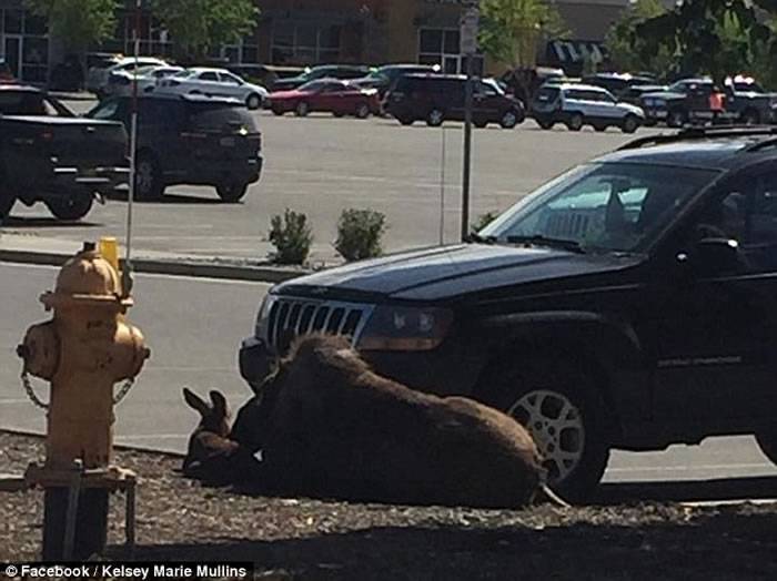 美国阿拉斯加驼鹿妈妈被黑熊追赶被迫逃入停车场产子