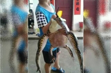 “青蛙王子出游”广东省湛江市徐闻县惊现超级巨蛙？