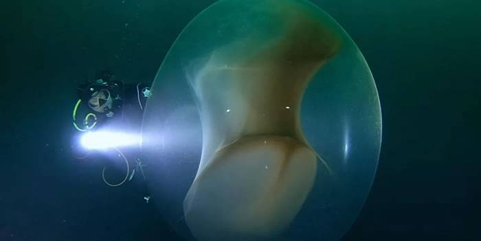 挪威近海中惊见“1米高巨蛋” 原来是南方短鳍鱿鱼的卵囊