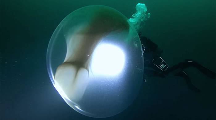 挪威近海中惊见“1米高巨蛋” 原来是南方短鳍鱿鱼的卵囊