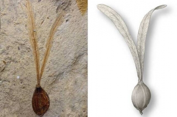 西藏班戈县发现的“兔耳果”化石揭示古近纪青藏高原同北半球植物区系间的关联性