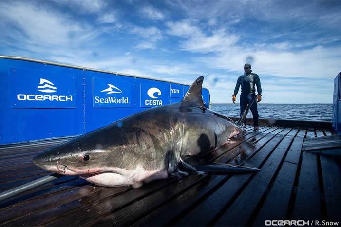 非营利性鲨鱼研究组织Ocearch发现有史以来第二大巨型大白鲨Unmaki