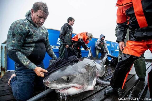 非营利性鲨鱼研究组织Ocearch发现有史以来第二大巨型大白鲨Unmaki