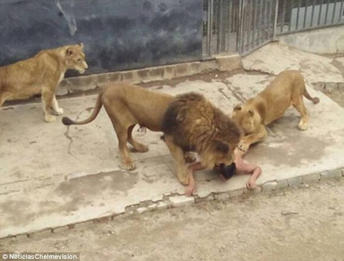 智利男子跳进动物园狮子栏舍中自杀 为救他两只狮子被射杀