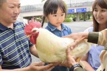 日本奇迹之鸡“正弘”三度神奇逃过被吃命运