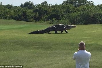 美国佛州5米长史前巨鳄出现在高尔夫球场散步