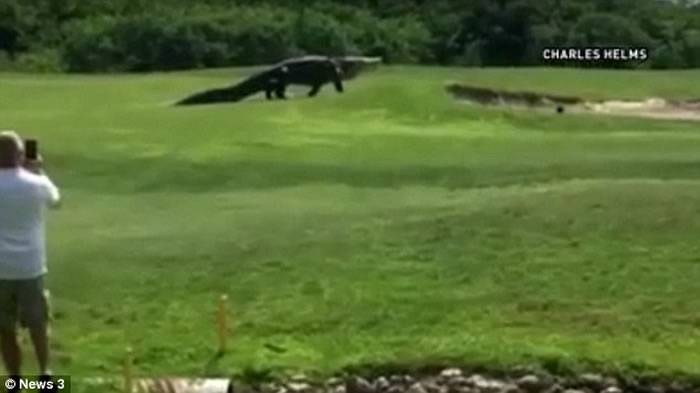 美国佛州5米长史前巨鳄出现在高尔夫球场散步