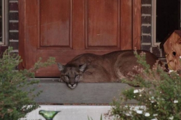 打开门发现居然有只山狮堵在门口睡觉