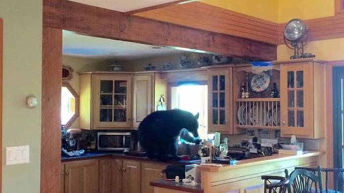 加拿大黑熊2度入侵居民家中 在厨房吃个痛快