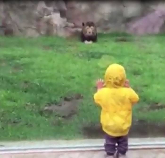 日本2岁男孩到动物园看狮子 刚转身狮子就扑过来