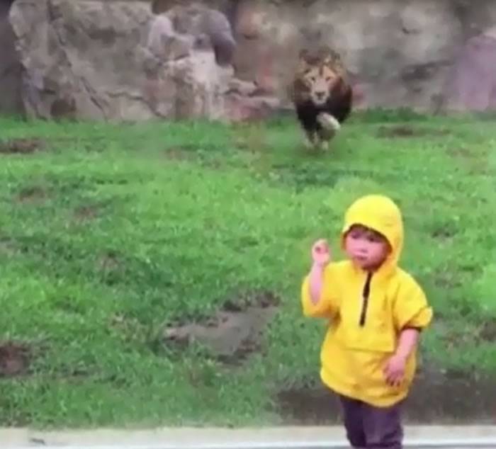 日本2岁男孩到动物园看狮子 刚转身狮子就扑过来