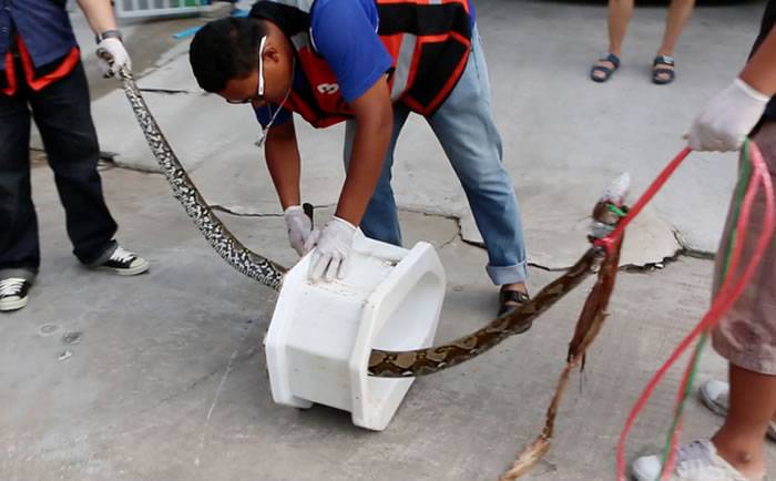 泰国继发生大蟒蛇从马桶爬出伤人后 小蜥蜴也来凑热闹