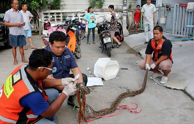 泰国继发生大蟒蛇从马桶爬出伤人后 小蜥蜴也来凑热闹