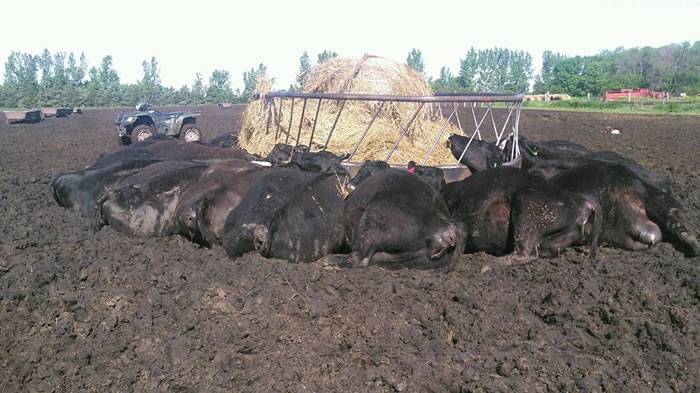 美国南科达他州闪电击中金属饲料桶 21头牛活活被电死