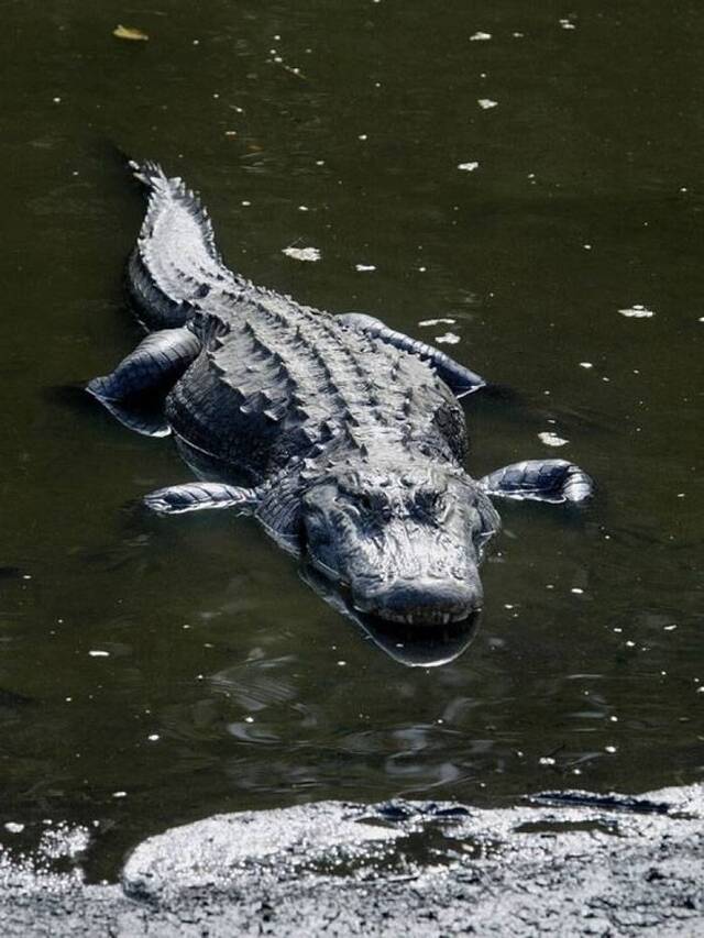 美国佛罗里达州惊现鳄鱼食人事件 两条鳄鱼在水中进食一具人类尸体