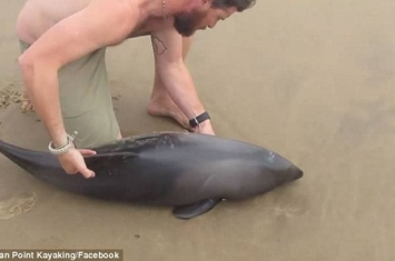 非洲纳米比亚男泳客看到小海豚搁浅海滩伸出援手 小海豚摆尾似感谢