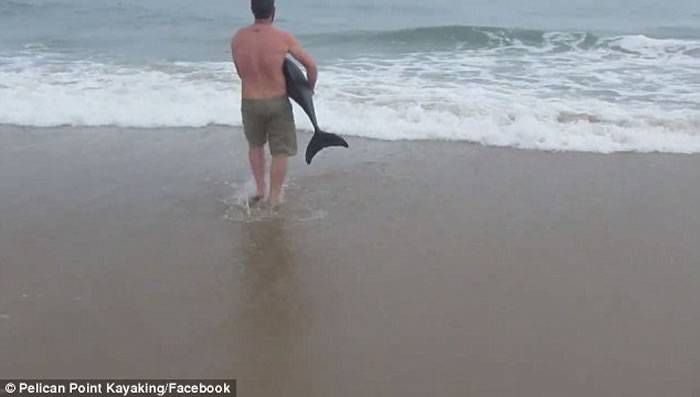 非洲纳米比亚男泳客看到小海豚搁浅海滩伸出援手 小海豚摆尾似感谢