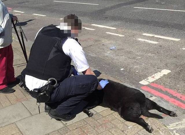 英国黑色拉布拉多犬散步时突然昏迷死亡 女主人没有理会继续拖行