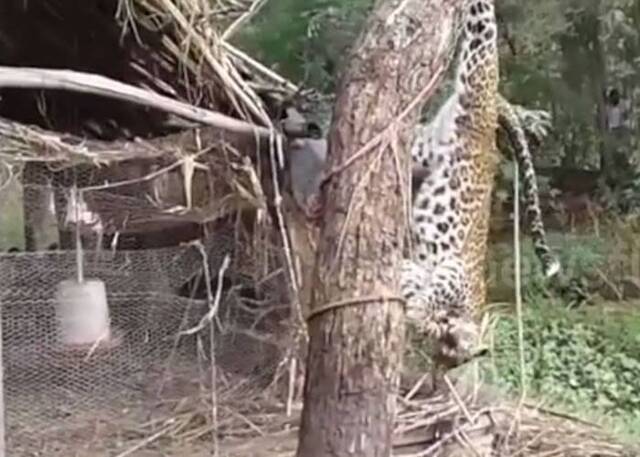 印度豹肆虐村庄杀鸡伤人 被擒住倒吊树上