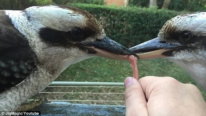 2只澳洲笑翠鸟嘴对嘴咬住一块肉僵持数小时 给另一块肉也不行