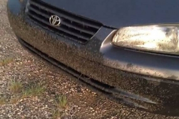 极恐怖：美国北达科他州湖边成千上万湖蝇黏住汽车