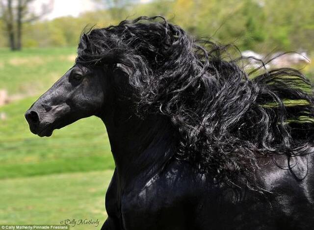 美国黑马Frederik The Great有着一头飘逸乌亮的黑色鬃毛