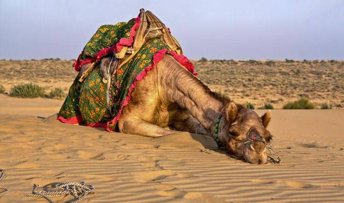 印度一只骆驼因为主人只顾闲聊忘记替它解开缰绳被暴晒一整天 发狠咬下主人脑袋