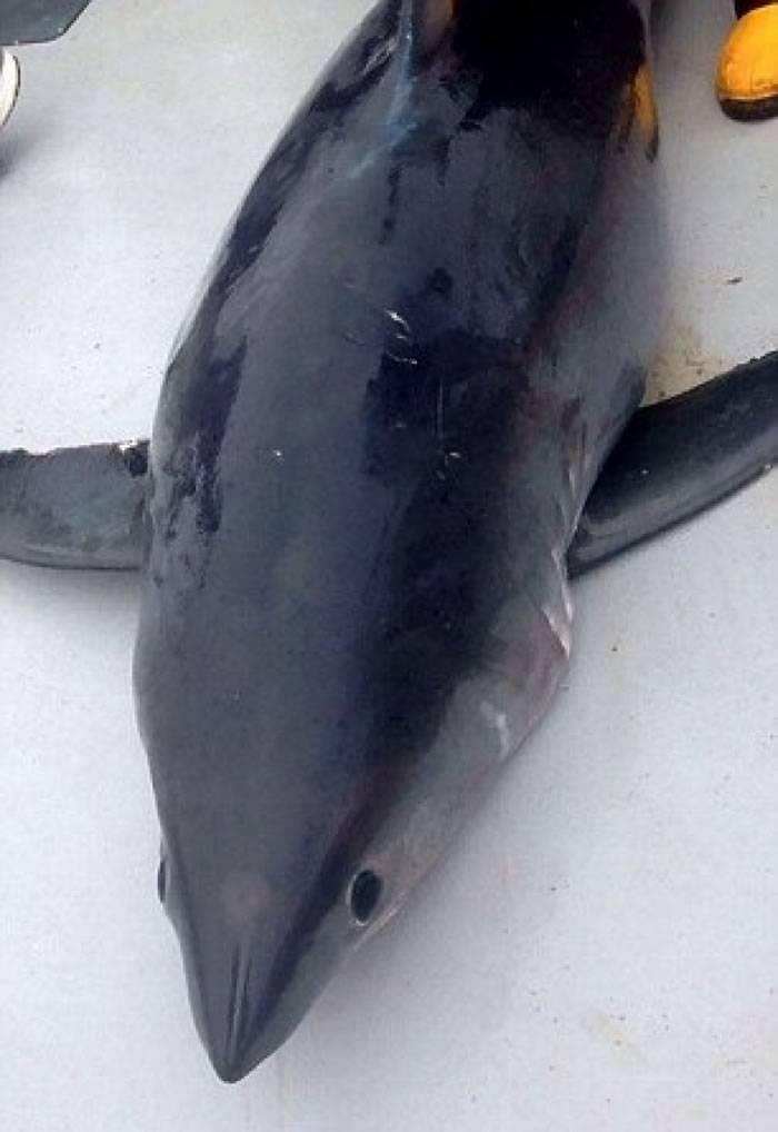 英国6名钓鱼发烧友半小时钓起450磅巨型鼠鲨