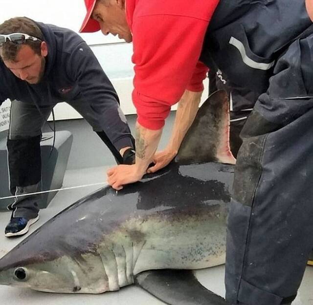 英国6名钓鱼发烧友半小时钓起450磅巨型鼠鲨