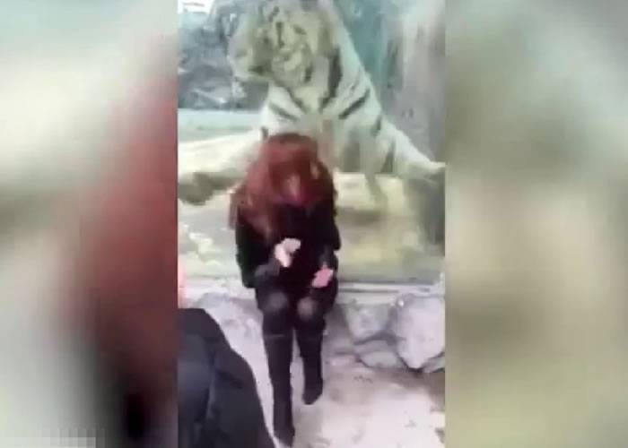 俄罗斯动物园老虎猛扑女游客 隔着玻璃有惊无险