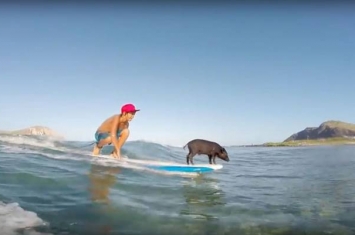 美国夏威夷明星猪的儿子卡马2号（Kama 2）继承父母的滑浪绝技