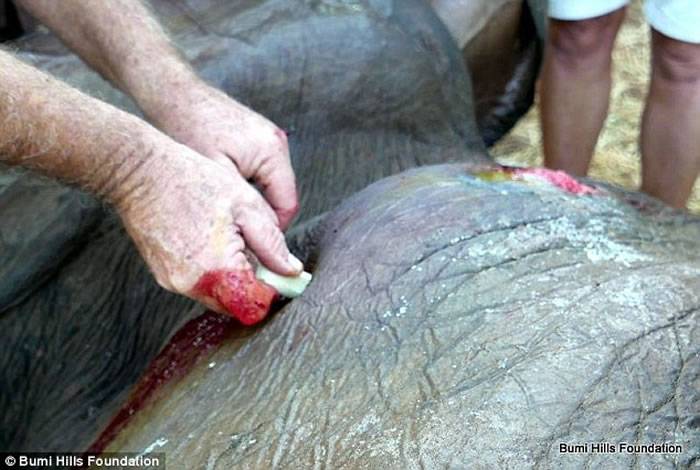津巴布韦大象遭盗猎者枪击身受重伤 跛脚走向酒店求救