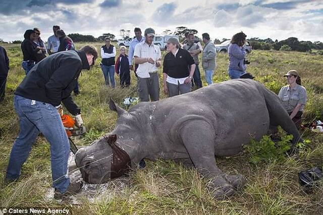 为保护锯掉南非野生动物园犀牛牛角 断面居然有颗完整“爱心”