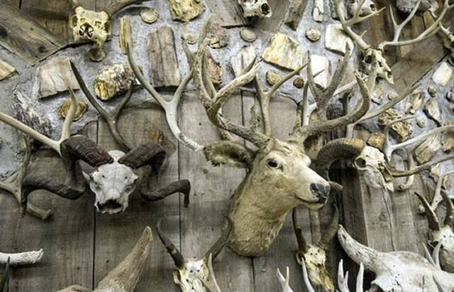 美国收藏家收集1万5000对鹿角、牛角和头骨建“角屋”