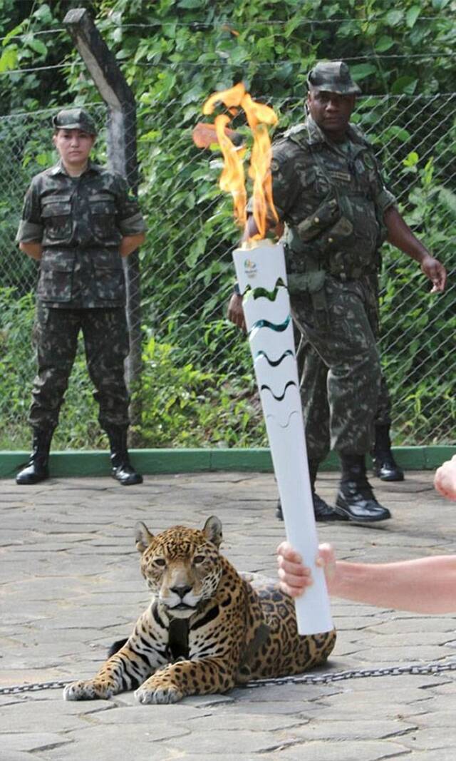 巴西美洲豹参与奥运圣火传递仪式后被士兵用枪射杀