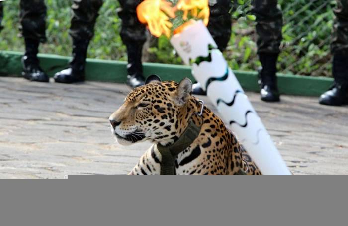 巴西奥运圣火仪式美洲豹亮相 脱逃遭射杀