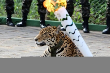 巴西奥运圣火仪式美洲豹亮相 脱逃遭射杀