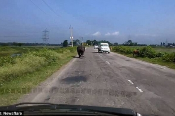 印度犀牛大闹公路