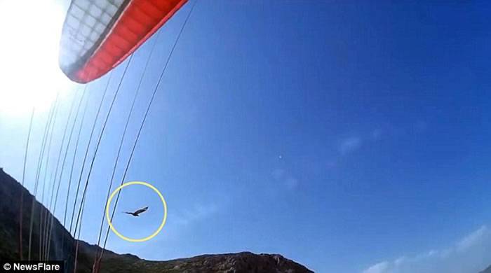 土耳其飞行员在空中操纵滑翔机时遭到老鹰攻击