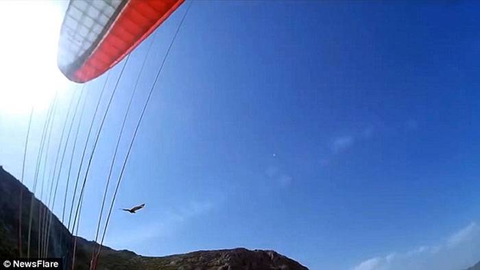 土耳其飞行员在空中操纵滑翔机时遭到老鹰攻击
