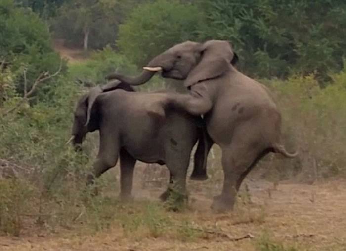 南非公象想要跟母象亲密时忽然拉肚子 还踩屎滑倒