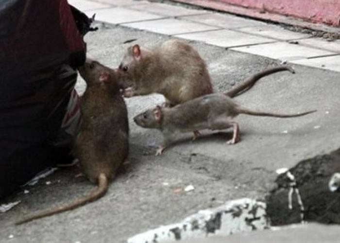 马来西亚居民以毒攻毒引食肉巨蜥灭老鼠
