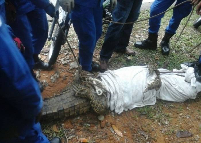 马来西亚沟渠惊现8呎长巨鳄 民防队迅速擒获