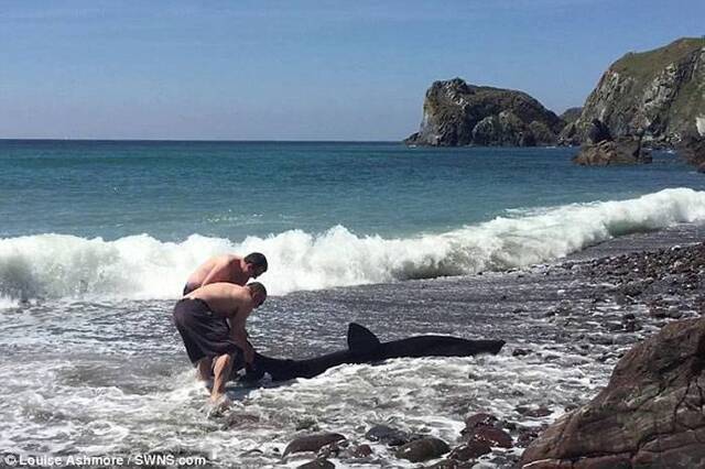 英国男子看到“海豚”搁浅出手相救才发现是鲨鱼